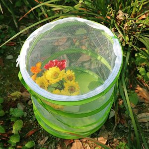 Pop Up Insect & Butterfly Mesh Terrarium